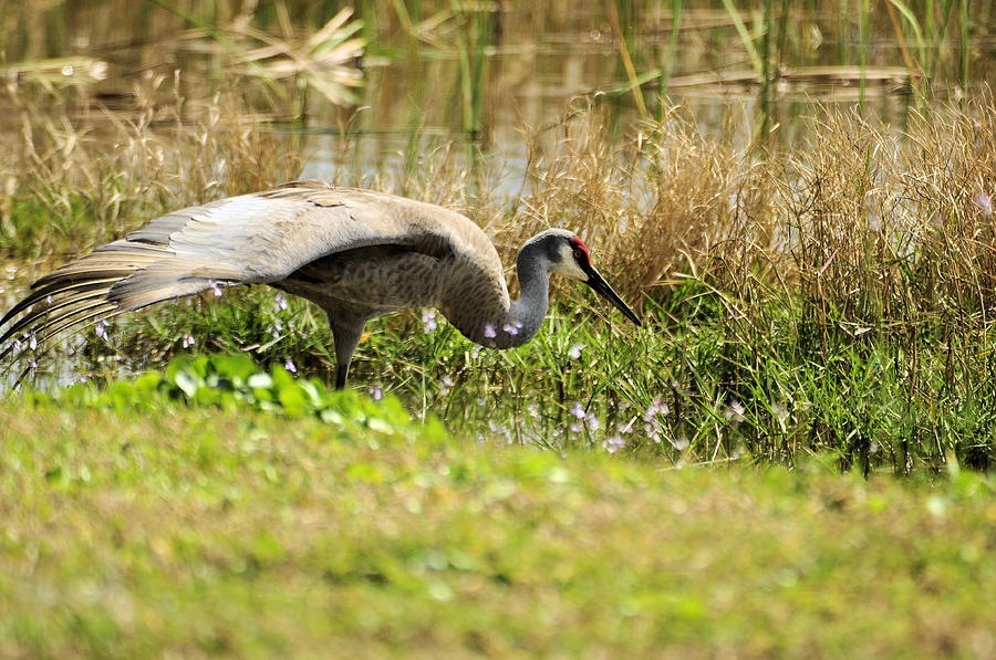 Sandhill Crane Stretching Wing Photograph by Taffia Marie | Fine Art ...