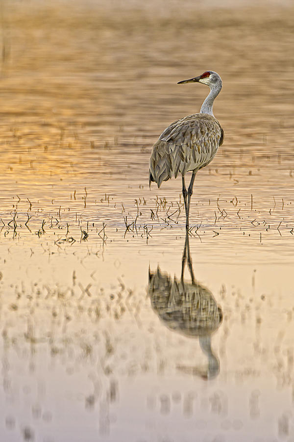 Sandhill Crane Strolling Photograph by Fred J Lord