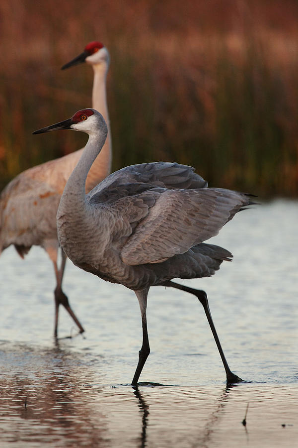 Sandhill Cranes Photograph by Amy Webber - Pixels