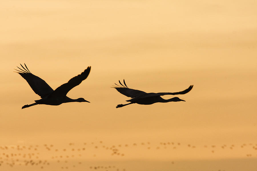 Sandhill Cranes Flying Bosque Del Photograph by Sebastian Kennerknecht