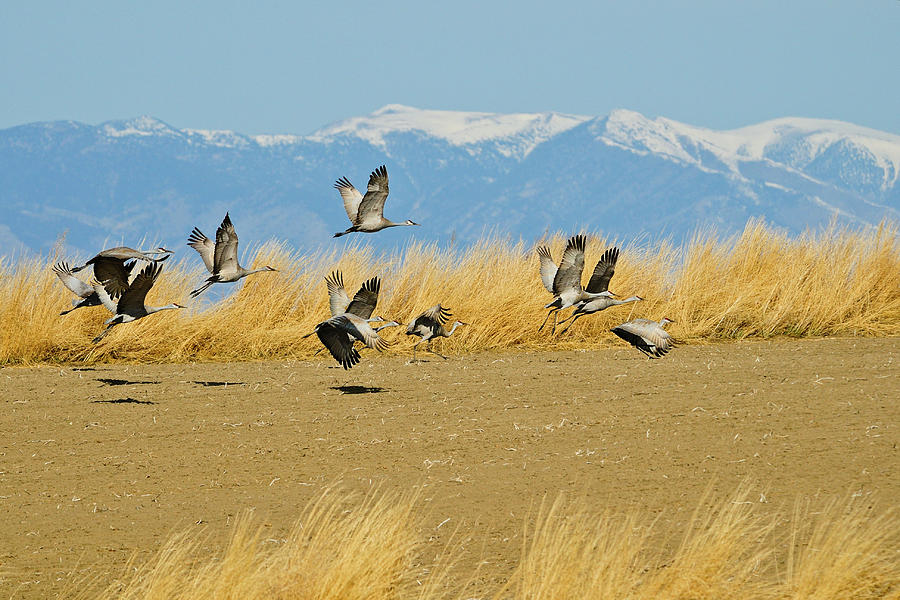 Sandhill Cranes In Flight Photograph by Greg Norrell