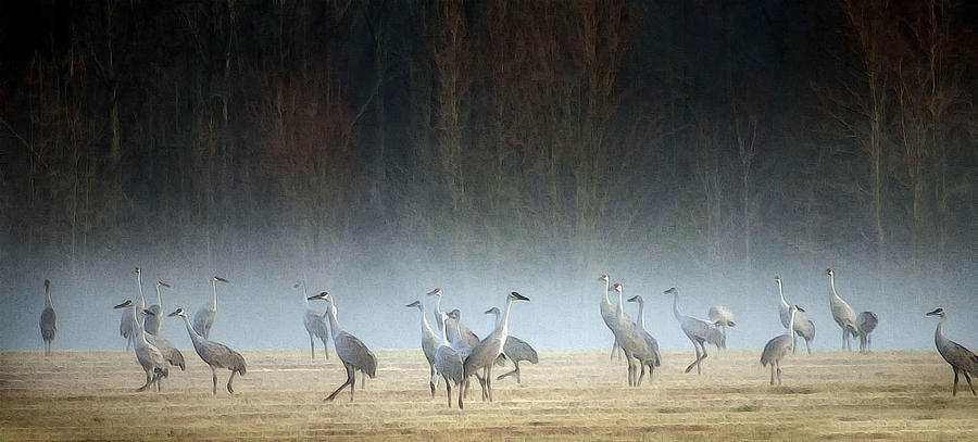 Sandhill Cranes on a Misty Morning in Alabama Photograph by Kathy Clark