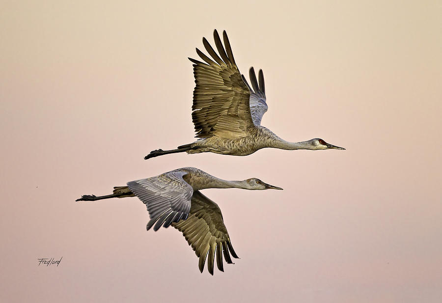 Sandhill Cranes Parent and Child Photograph by Fred J Lord