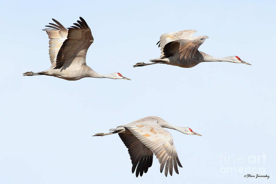 Sandhill Cranes Photograph by Steve Javorsky