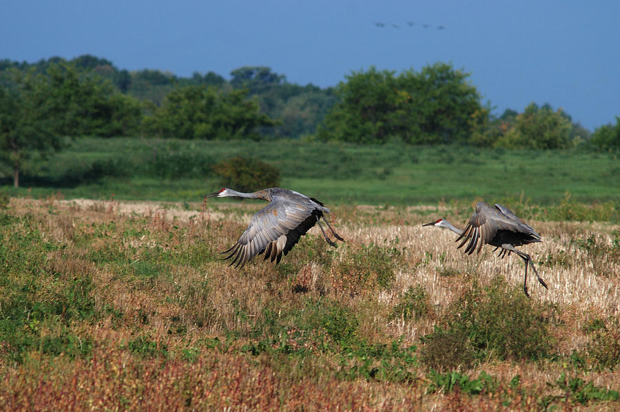 Sandhill Cranes Taking Off In Flight Photograph by Janice Adomeit