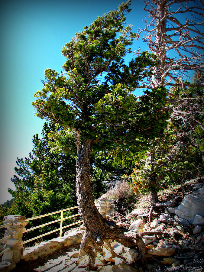 Sandia Limber Pine Photograph by Aaron Burrows