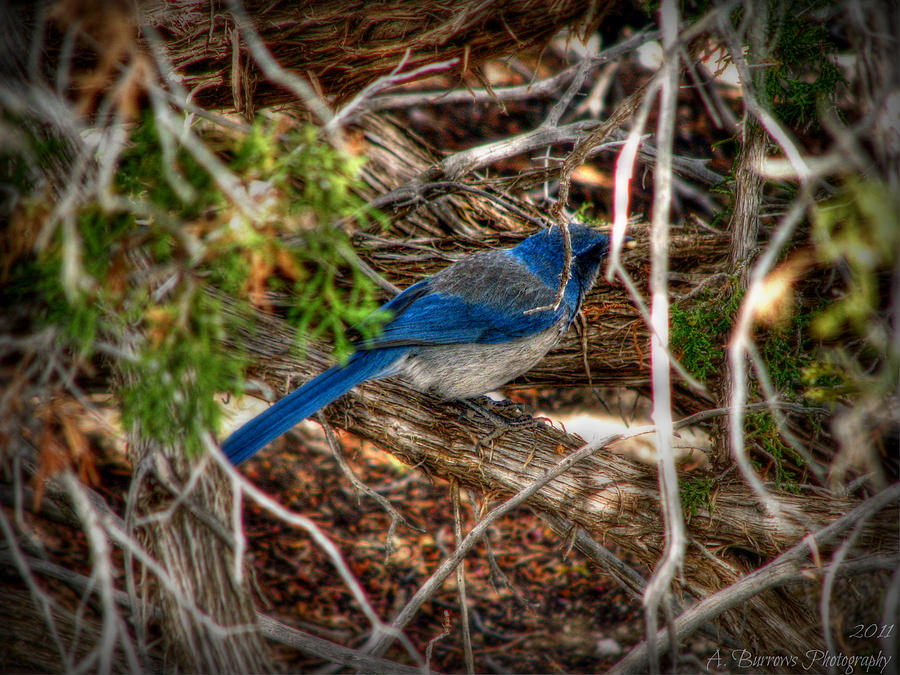 Sandia Mountain Bluebird Photograph by Aaron Burrows