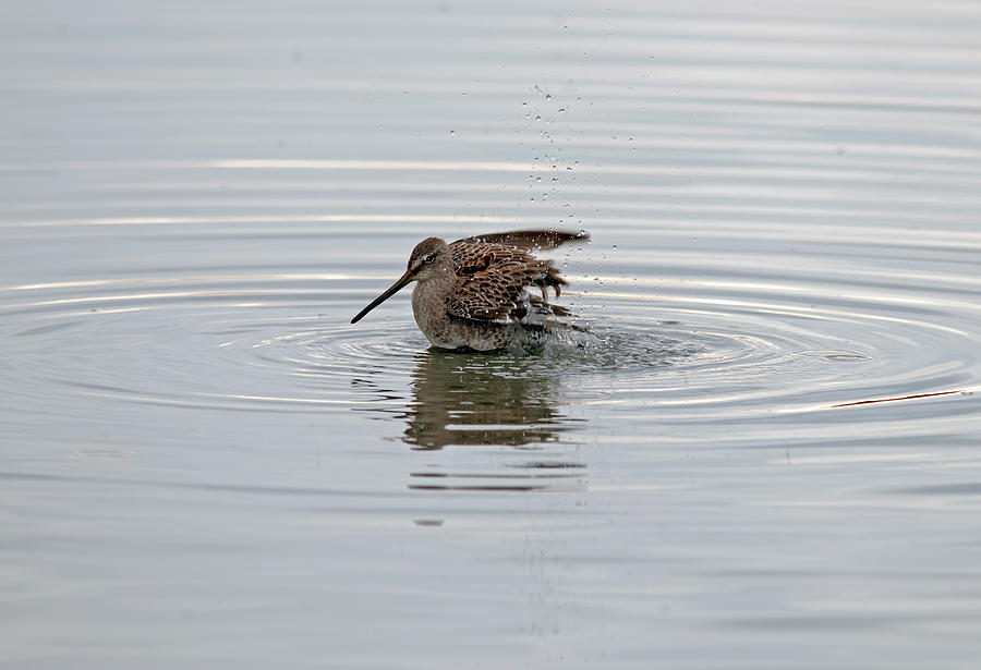 Sandpiper bathing Photograph by Terry Dadswell