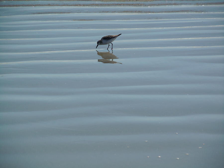 Sandpiper on Sea Ripples Photograph by Nancy Griswold