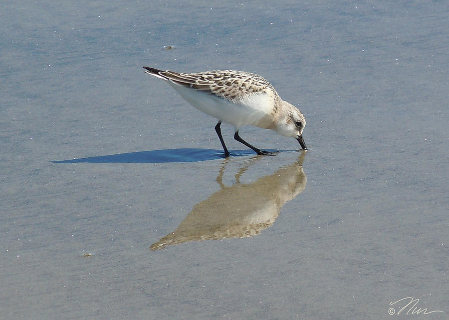 Sandpiper Solitude Photograph by Nancy Griswold