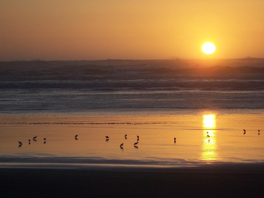 Sandpipers at Sunset Photograph by Peter Mooyman