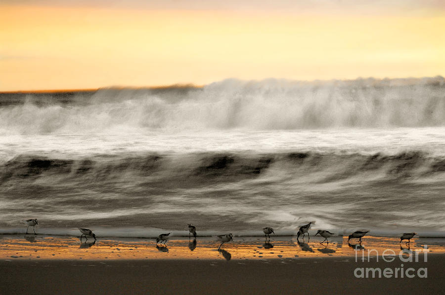 Sandpipers feeding in front of waves Photograph by Dan Friend