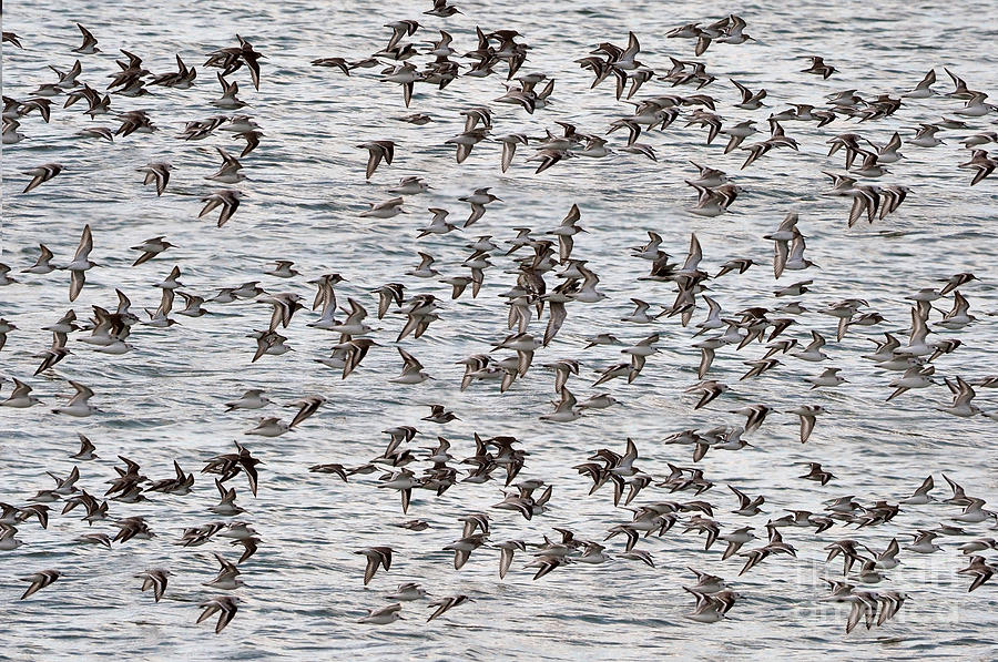 Sandpipers In Flight Photograph by Dan Friend