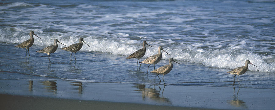 Shorebirds Breakfast on the Beach Photograph by John Farley