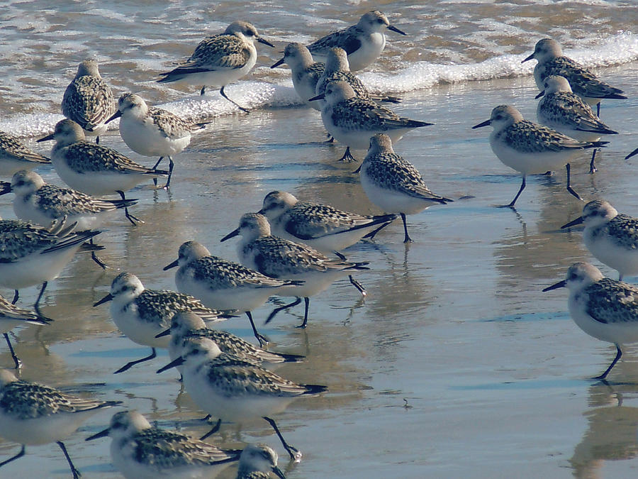 Sanderlings Photograph by Nancy Griswold