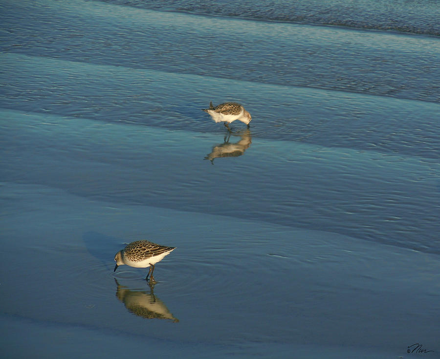 Sandpipers of Opposites Photograph by Nancy Griswold