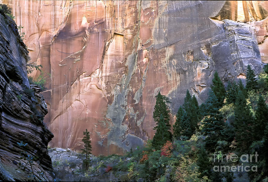 Zion National Park Photograph - Sandstone Wall In Zion National Park by Greg Dimijian