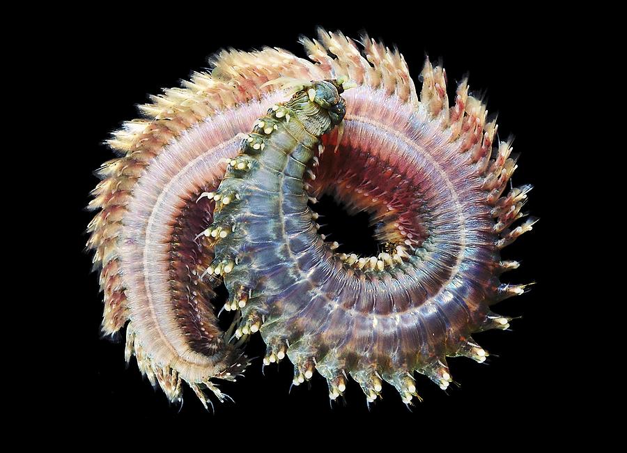 sandworm-photograph-by-alexander-semenov-pixels