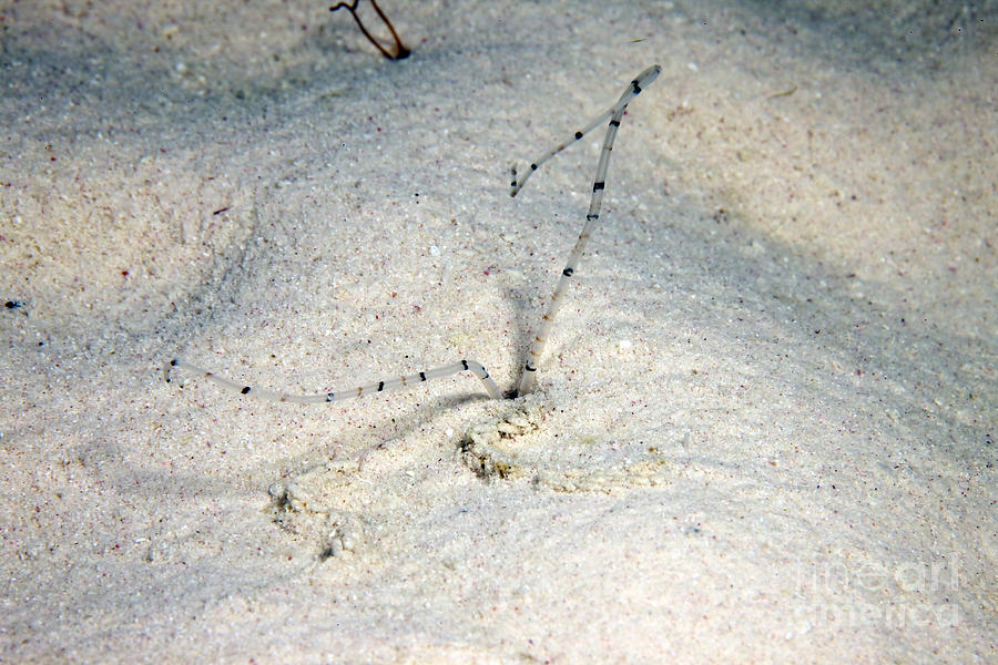 Sandworm Feeding At Night, Bonaire Photograph