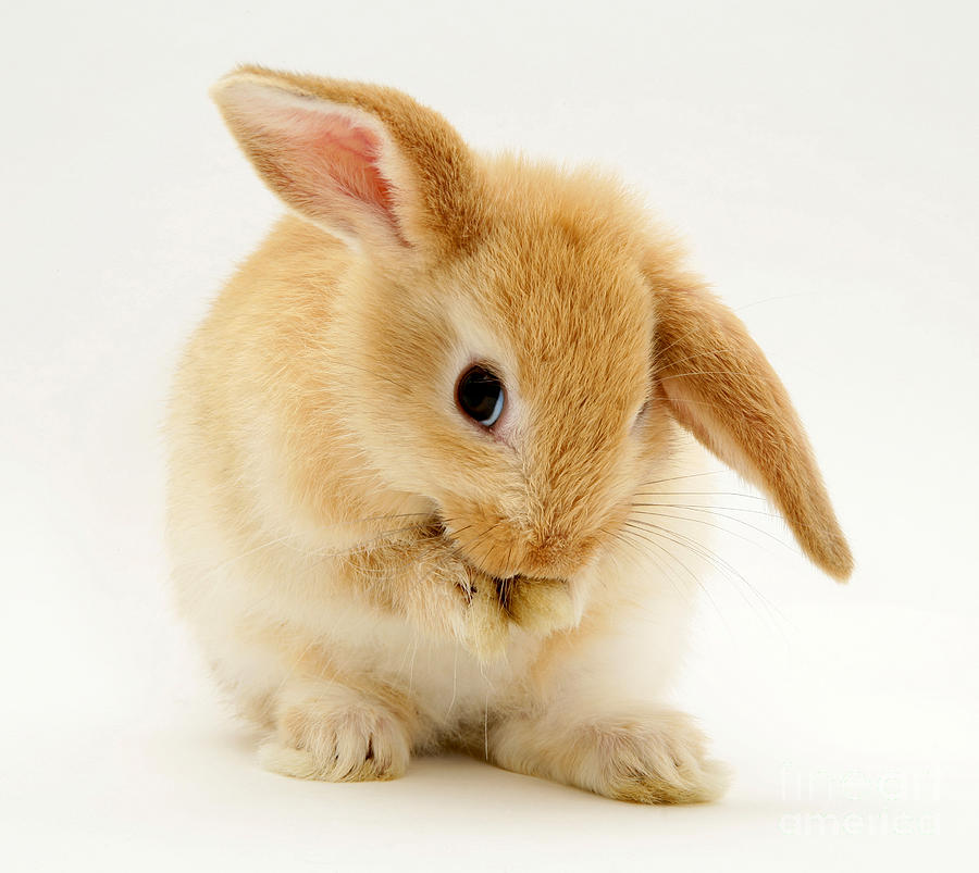 Sandy Baby Lop Rabbit Photograph By Jane Burton - Fine Art America