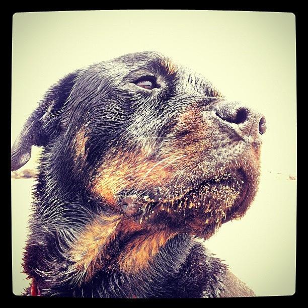 Rottweiler Photograph - Sandy Bo Dog by Tim Topping