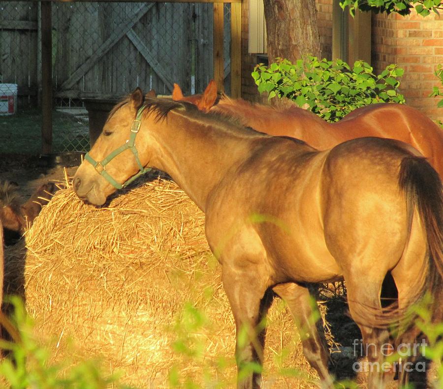 Tree Photograph - Sandy eating hay by Michelle Powell