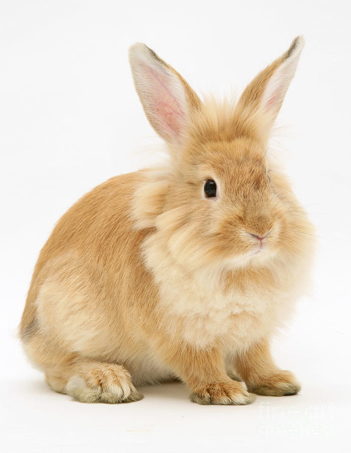 Sandy Lionhead-cross Rabbit by Jane Burton