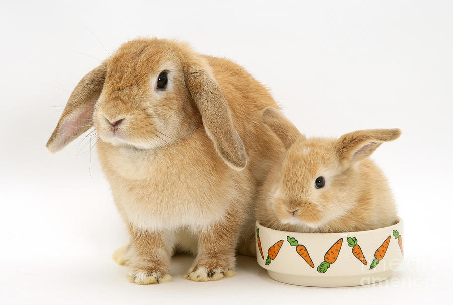 Sandy Lop Doe Rabbit And Baby Photograph By Jane Burton - Fine Art America