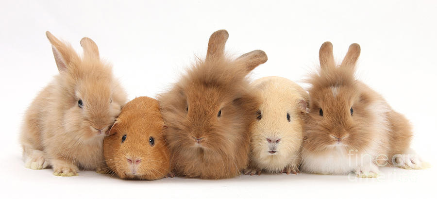 Sandy Rabbits And Guinea Pigs Photograph by Mark Taylor
