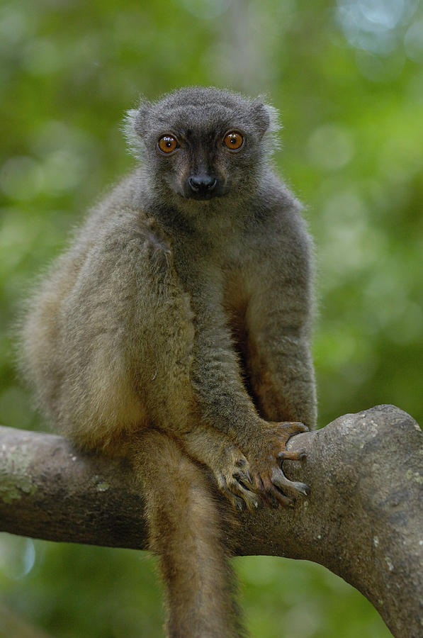 Sanfords Brown Lemur Eulemur Fulvus Photograph by Pete Oxford