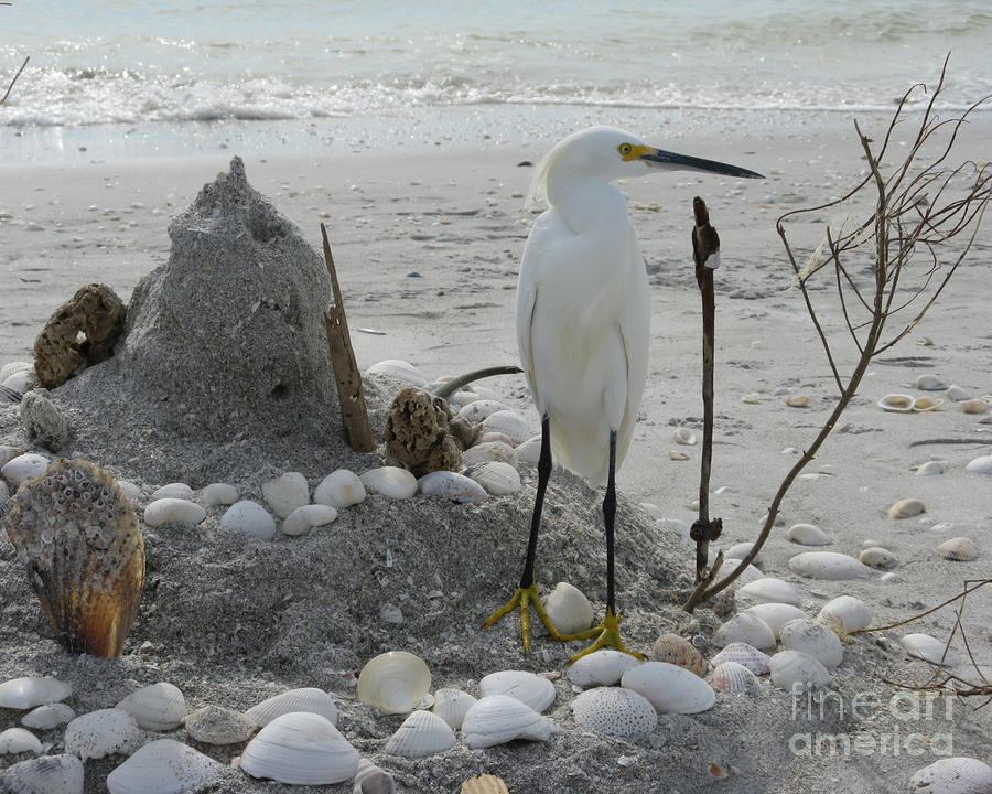 Sanibel Bird and Shells Photograph by Patricia Januszkiewicz