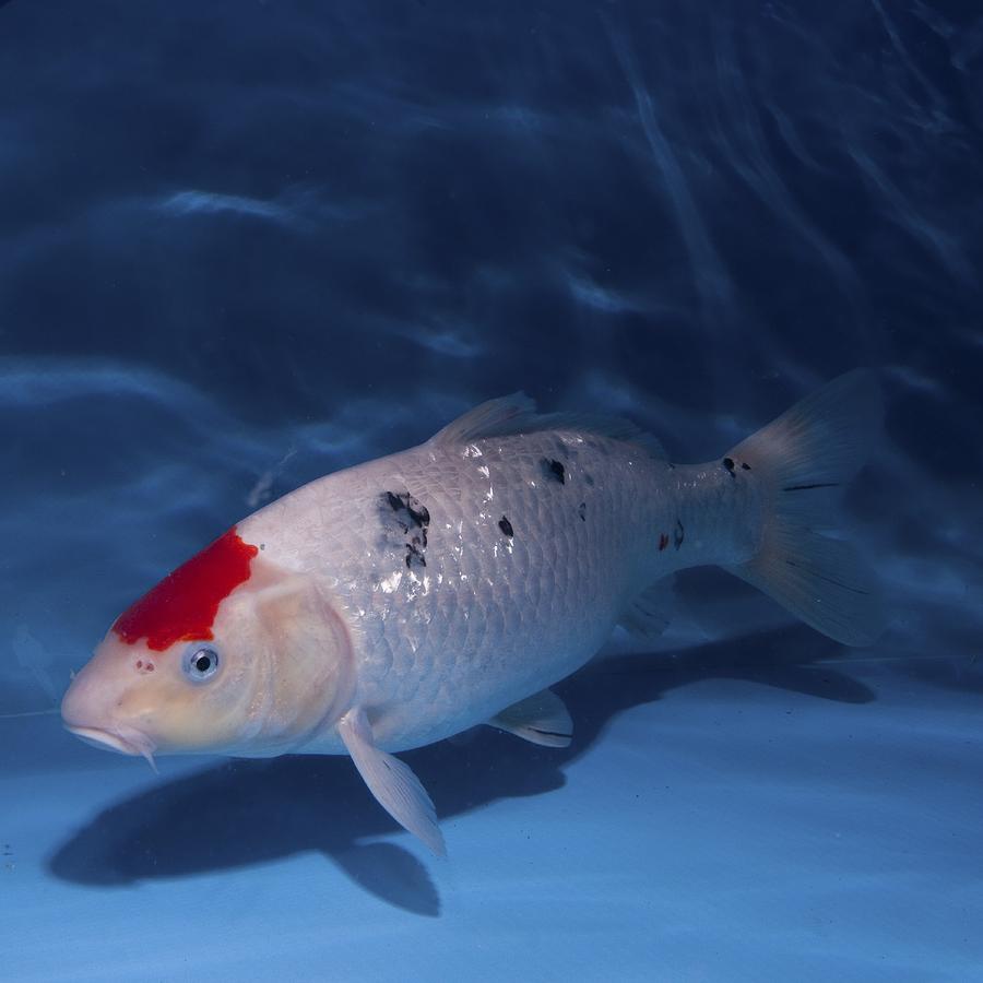 Sanke Koi Carp Pool Photograph by Photostock-israel