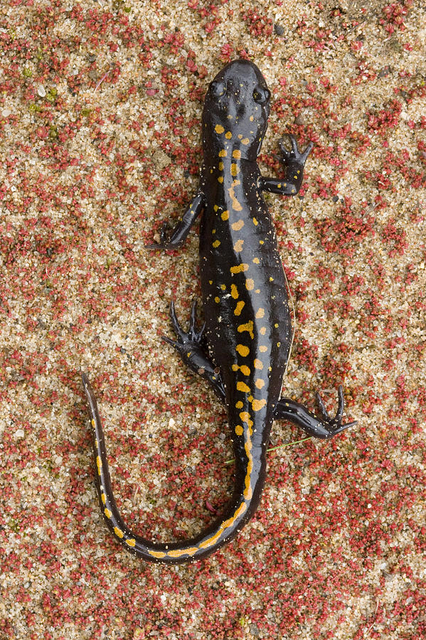 Santa Cruz Long Toed Salamander Aptos Photograph by Sebastian Kennerknecht