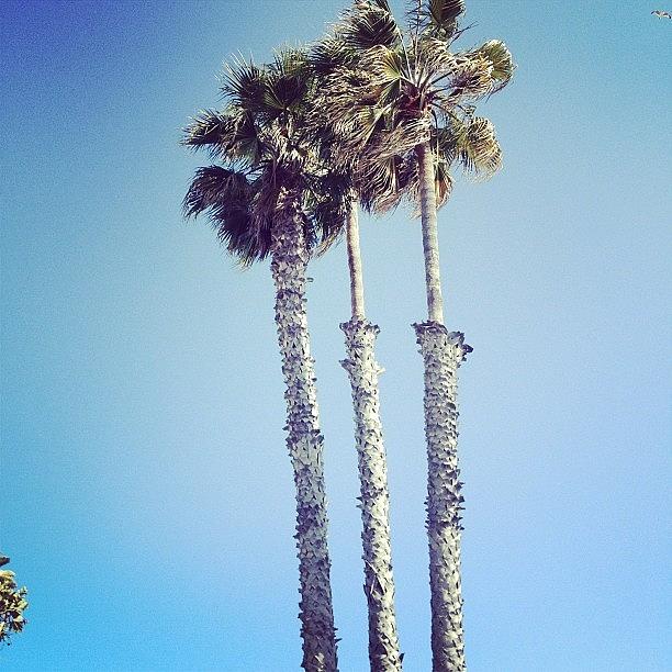 Santa Monica Photograph - Santa Monica Palm Trees by Cortney Herron