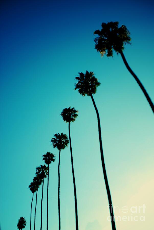 Santa Monica Palm Trees by Eric Azevedo