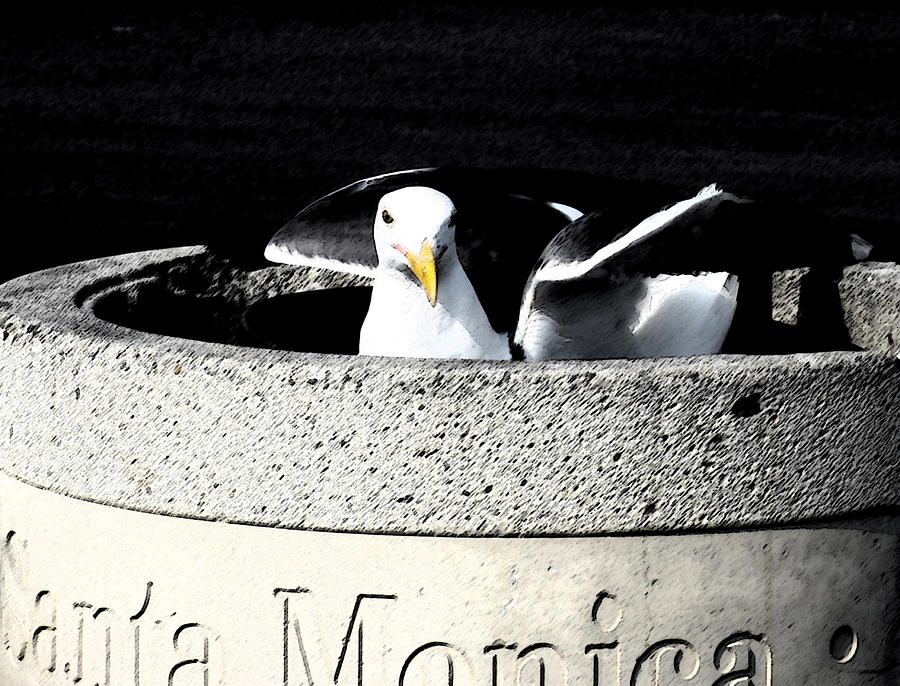 Pigeon Photograph - Santa Monica Pigeon by Patricia Januszkiewicz