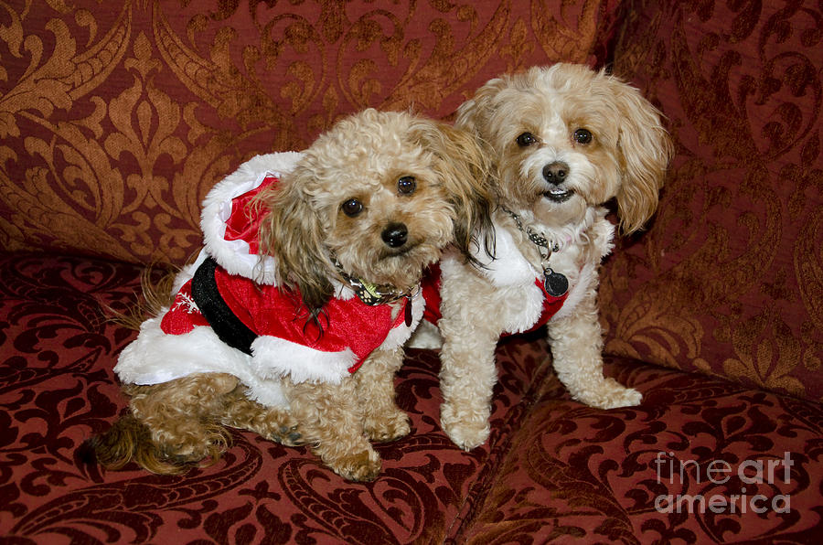 Santa Puppies Photograph by Jim And Emily Bush