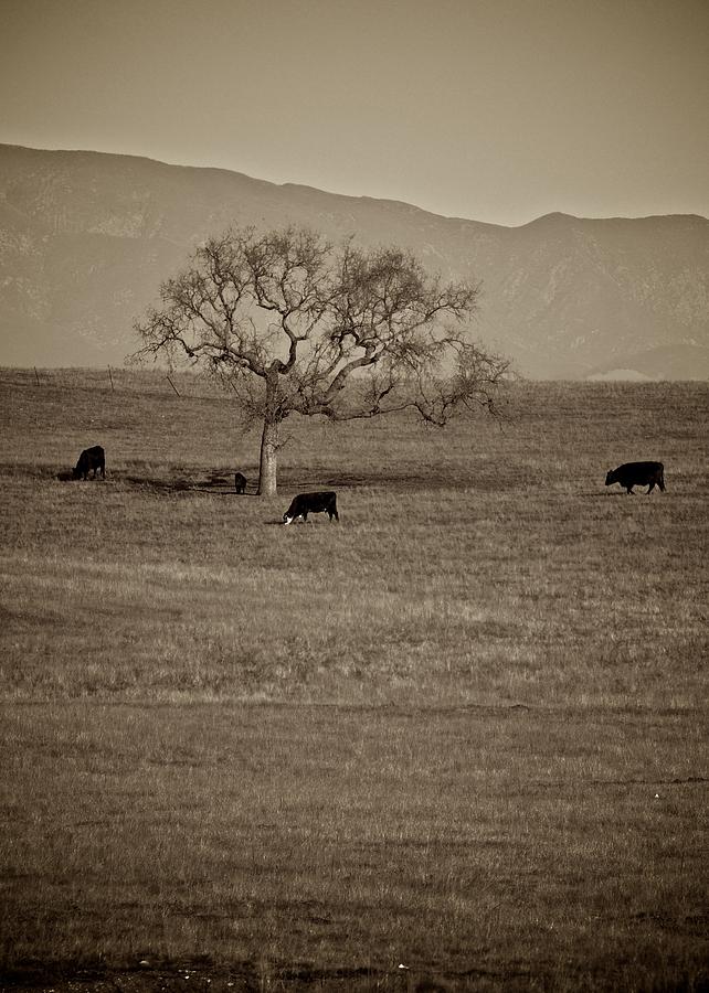 Santa Ynez pasture Photograph by Matt MacMillan