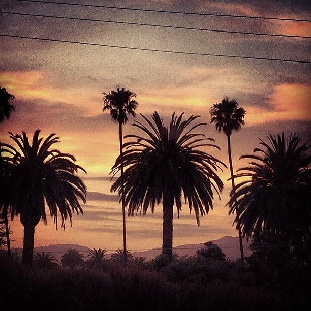 Sunset Photograph - #santamonica  #sunset #palms #california by Denise Taylor