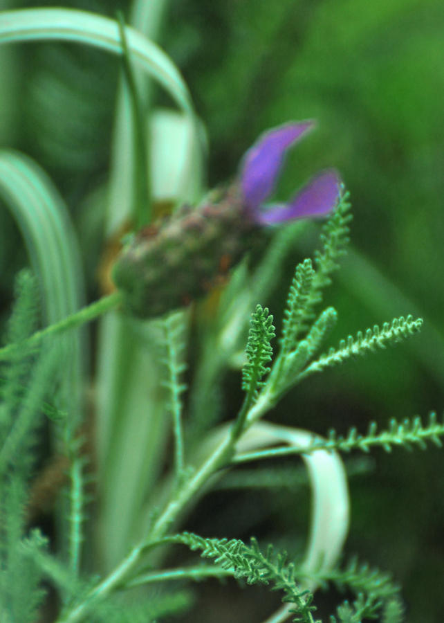 Santolina chamaecyparissus Lavender Cotton Photograph by Rebecca Sherman