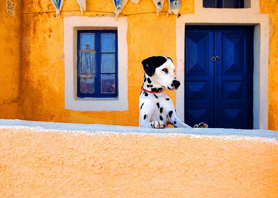 Dog Photograph - Santorini Spot by John Galbo