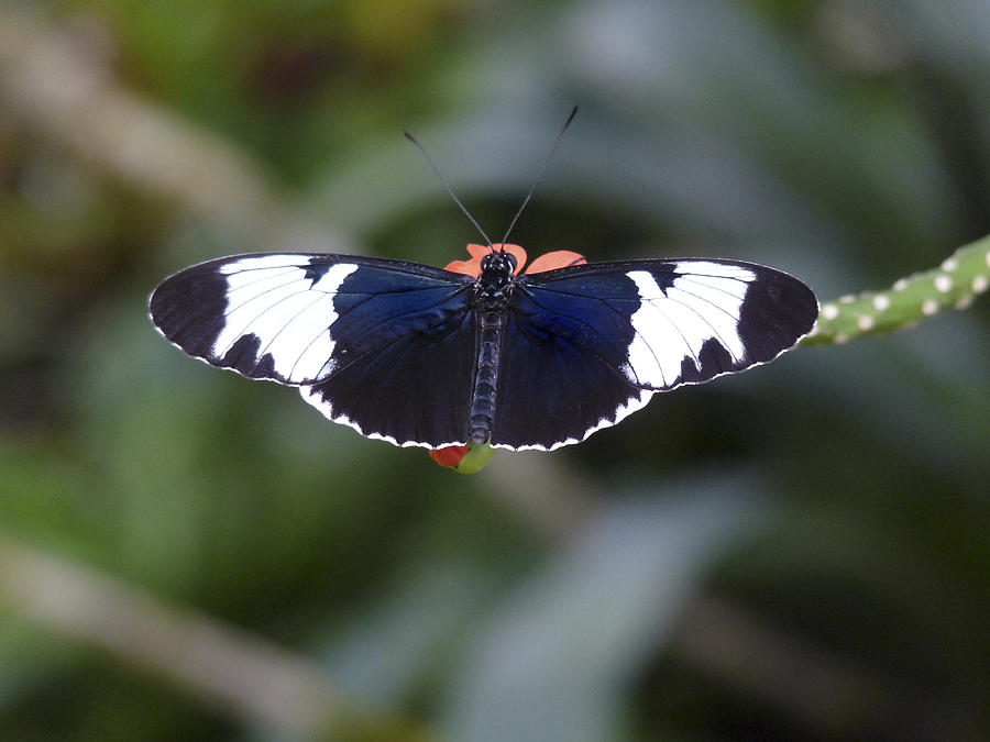 Sapho Longwing Butterfly. Photograph by Chris  Kusik