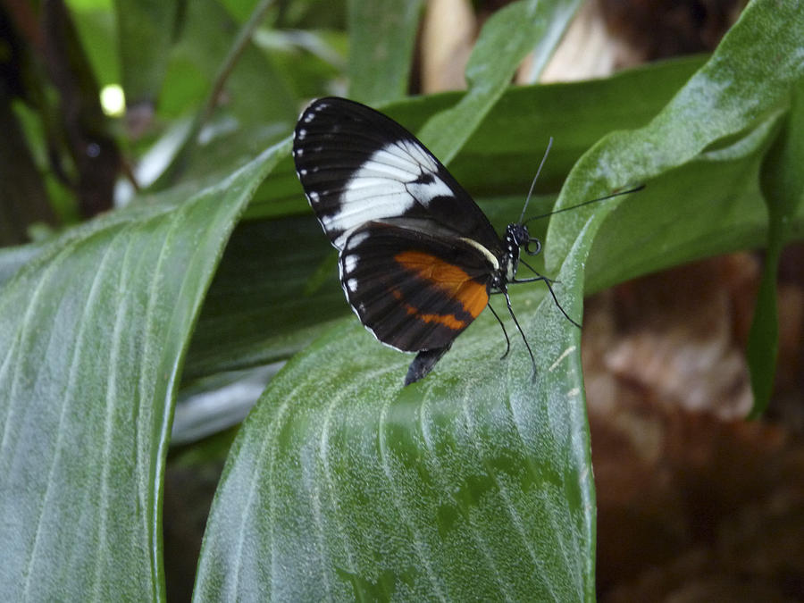 Sapho Longwing Butterfly II. Photograph by Chris  Kusik