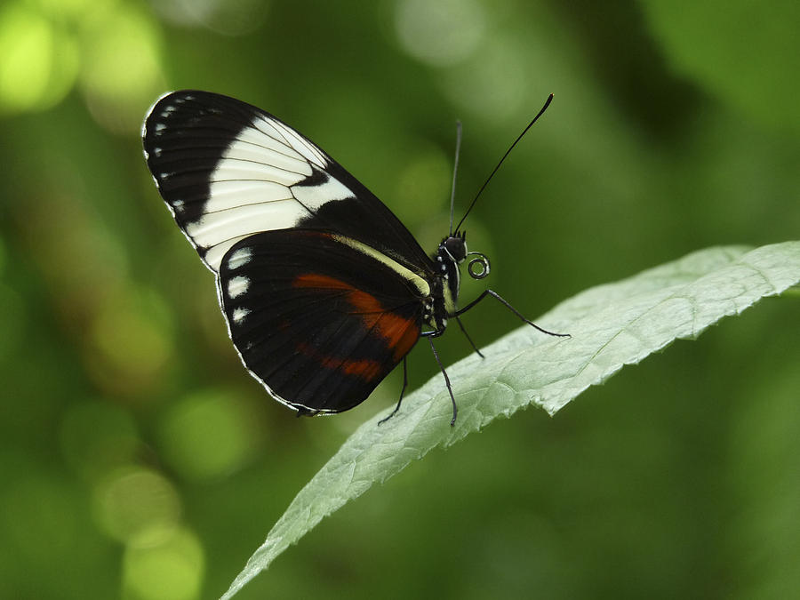 Sapho Longwing Butterfly III. Photograph by Chris  Kusik