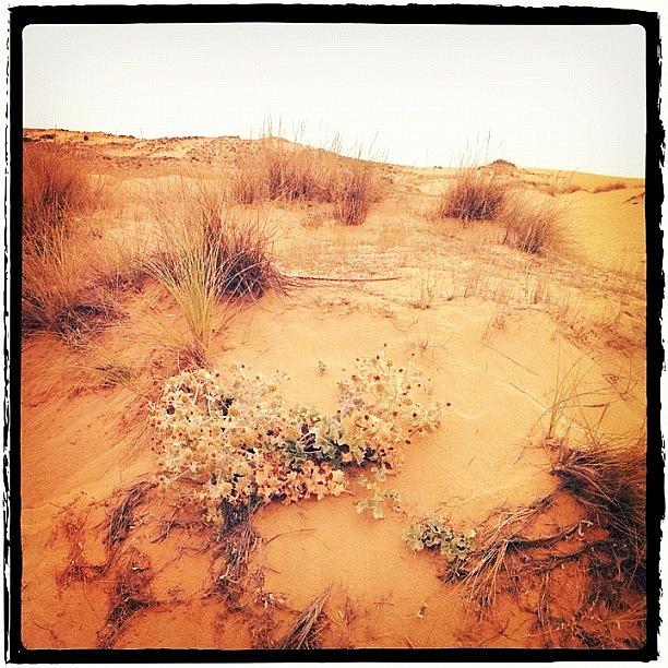 Instagram Photograph - Sardinia, Dune by Ale Romiti 🇮🇹📷👣