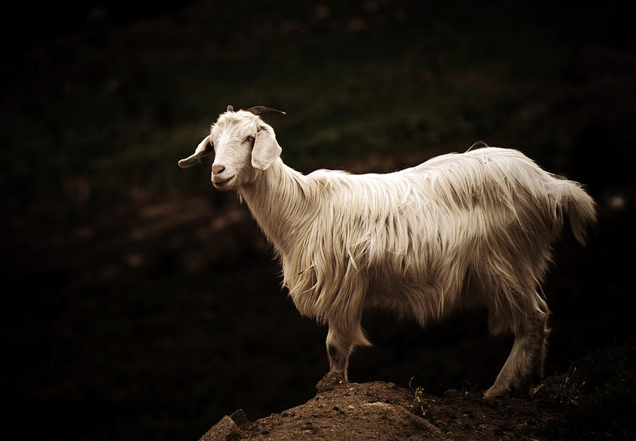 Sardinian goat Photograph by Laura Melis