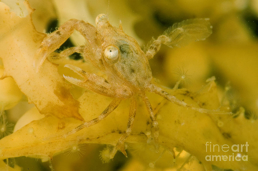 Sargassum Crab Photograph by Dant Fenolio
