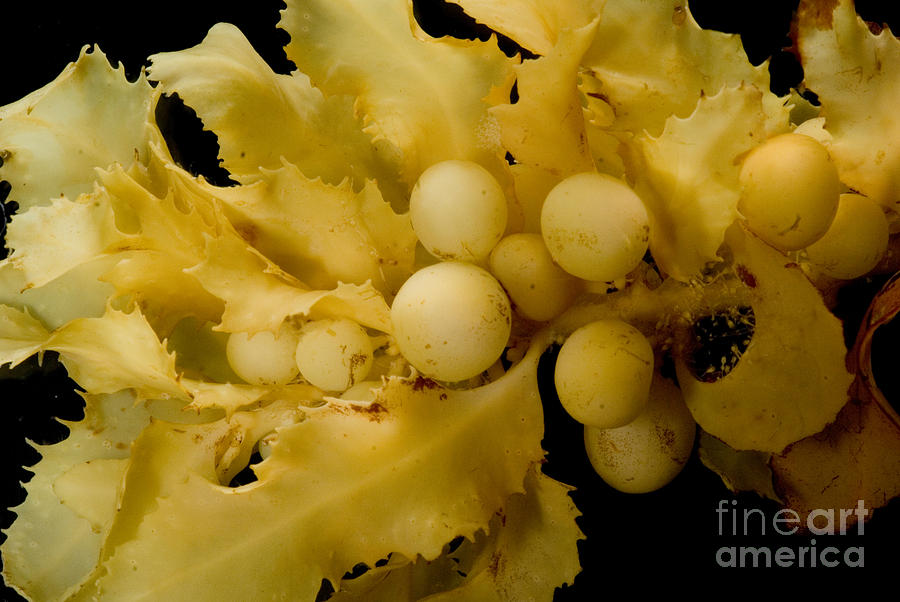 Sargassum Photograph - Sargassum Weed by Dant Fenolio
