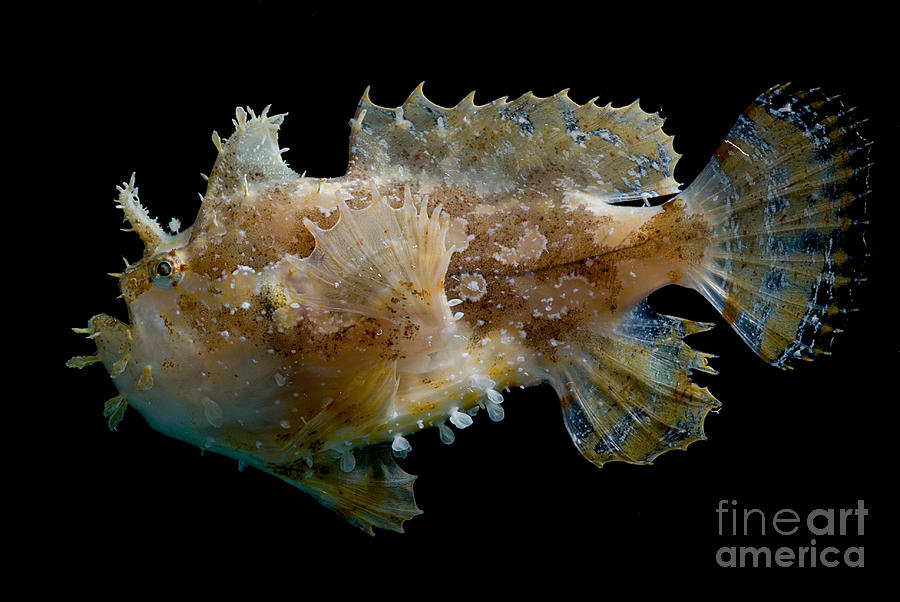 Sargassumfish Photograph by Dant Fenolio
