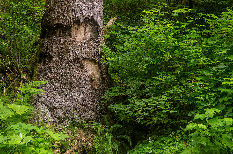 Sasquatch Rubbing Tree Photograph by Greg Nyquist